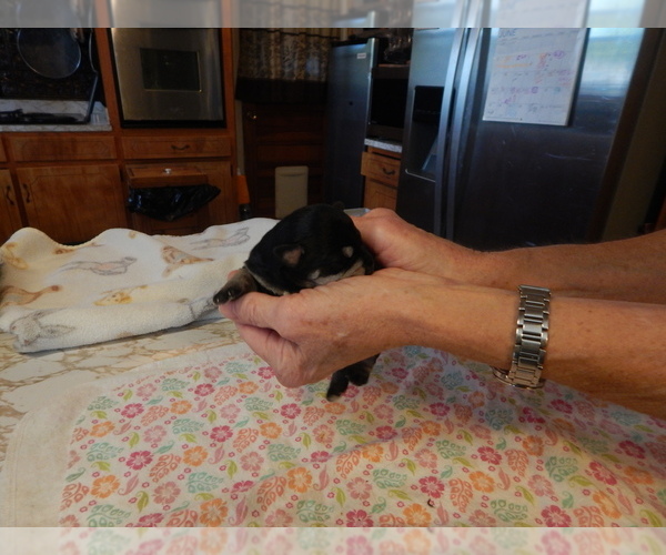 Medium Photo #2 Schnauzer (Miniature) Puppy For Sale in ROCKINGHAM, NC, USA