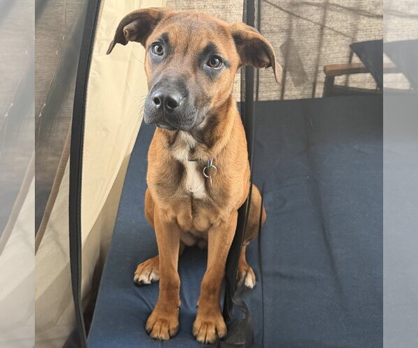 Medium Photo #1 Boxer-Unknown Mix Puppy For Sale in Fargo, ND, USA