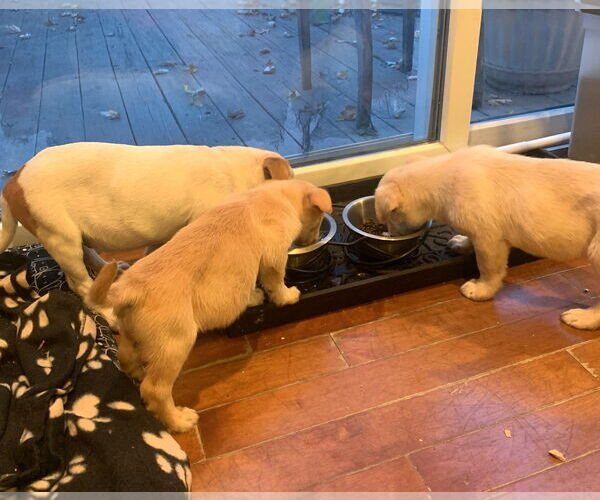 Medium Photo #7 Labrador Retriever-Unknown Mix Puppy For Sale in Wheaton, IL, USA