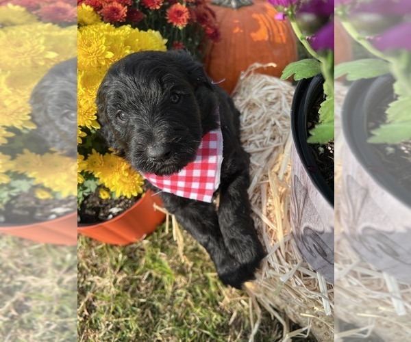 Medium Photo #1 F2 Aussiedoodle Puppy For Sale in VINEMONT, AL, USA
