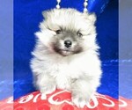 Small Photo #1 Pomeranian Puppy For Sale in NORWOOD, MO, USA