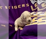 Small Photo #14 Goldendoodle-Poodle (Standard) Mix Puppy For Sale in BATON ROUGE, LA, USA