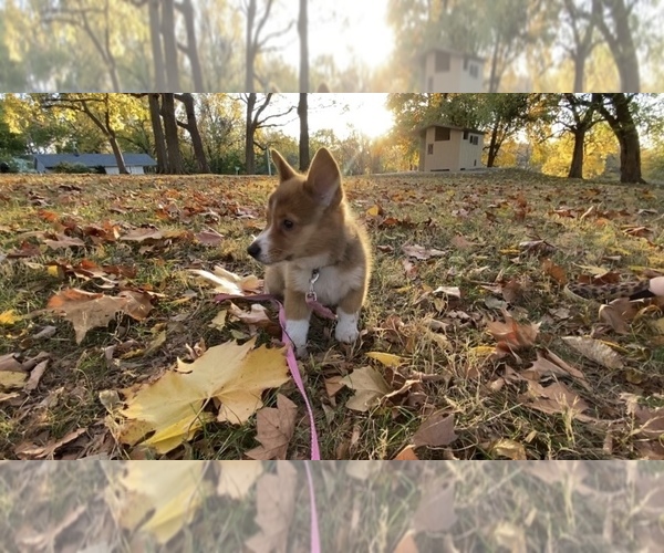 Medium Photo #11 Pembroke Welsh Corgi Puppy For Sale in INDEPENDENCE, MO, USA