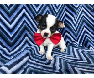 Chihuahua Puppy for sale in RONKS, PA, USA