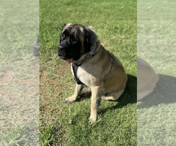 Medium Photo #2 Mastiff Puppy For Sale in Edmond, OK, USA