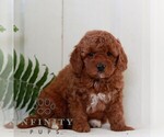 Small #2 Goldendoodle (Miniature)