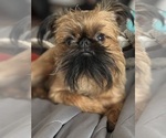 Small Photo #2 Brussels Griffon Puppy For Sale in SPRING BRANCH, TX, USA