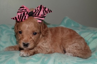 Maltipoo Puppy for sale in ROCKFORD, MI, USA