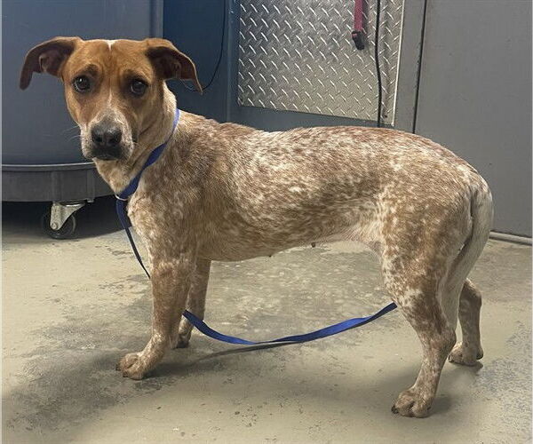 Medium Photo #1 Mutt Puppy For Sale in Tallahassee, FL, USA