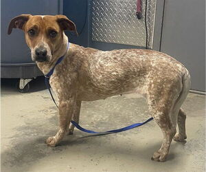 Mutt Dogs for adoption in Tallahassee, FL, USA
