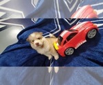 Small Photo #43 Alaskan Malamute Puppy For Sale in ERIAL, NJ, USA