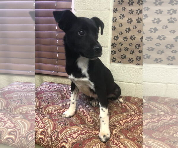 Medium Photo #1 Sheprador Puppy For Sale in Amarillo, TX, USA