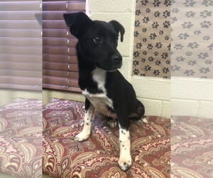 Sheprador Dogs for adoption in Amarillo, TX, USA