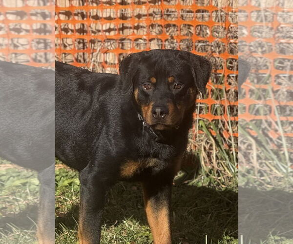 Medium Photo #4 Rottweiler Puppy For Sale in Mooresville, NC, USA