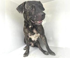 A661564 - Male Mutt Dog for Adoption - Photo #2