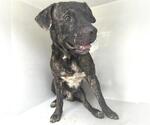 Small Photo #2 Mutt Puppy For Sale in Houston, TX, USA