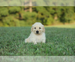 Puppy Tom Golden Retriever