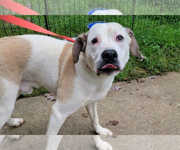 Medium Photo #2 Coonhound-Labrador Retriever Mix Puppy For Sale in Rockaway, NJ, USA