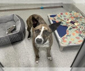 American Pit Bull Terrier-Catahoula Leopard Dog Mix Dogs for adoption in Fort Collins, CO, USA