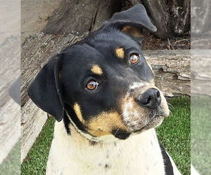 American Staffordshire Terrier-Unknown Mix Dogs for adoption in Albuquerque, NM, USA