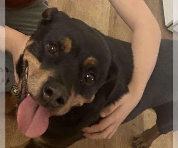 Medium Photo #2 Rottweiler-Unknown Mix Puppy For Sale in Princeton, MN, USA