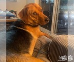 Small #10 Retriever  Mix