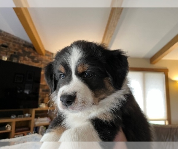 Medium Photo #3 Australian Shepherd Puppy For Sale in VESTA, MN, USA