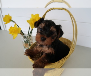 Yorkshire Terrier Puppy for sale in FORT WAYNE, IN, USA