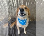 Small #5 Golden Retriever Mix