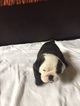Small Photo #3 Bulldog Puppy For Sale in HEATHROW, FL, USA