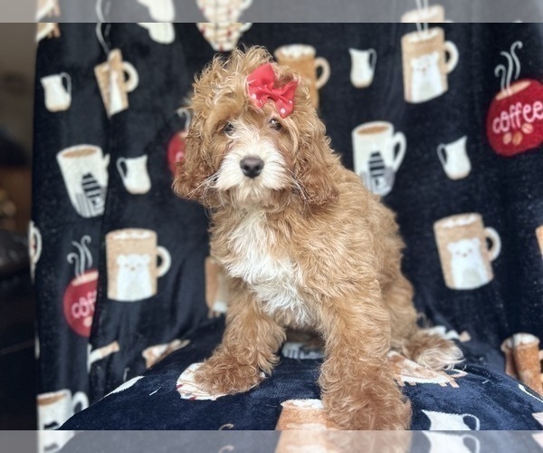 Medium Photo #6 Cock-A-Poo Puppy For Sale in LAKELAND, FL, USA