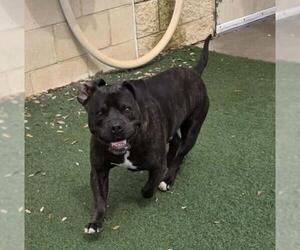 Meatloaf- $75 Adoption Fee! Diamond Dog! - Male American Staffordshire Terrier-Bulldog Mix Dog for Adoption - Photo #4
