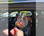 Small #14 American Staffordshire Terrier Mix