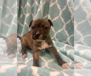 Mutt Dogs for adoption in Sacramento, CA, USA