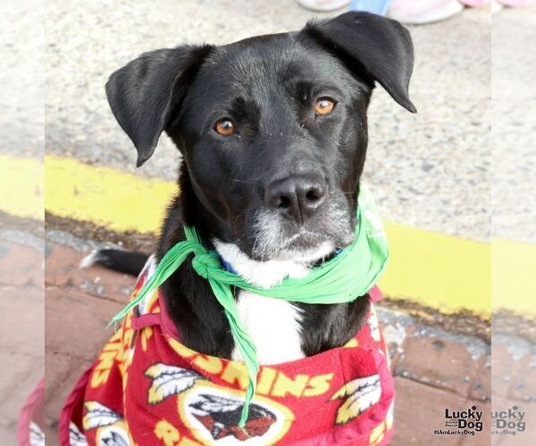Medium Photo #7 Labrador Retriever-Retriever  Mix Puppy For Sale in Washington, DC, USA