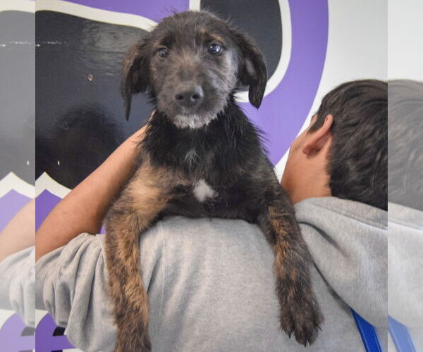 Medium Photo #4 Beagle-Unknown Mix Puppy For Sale in Huntley, IL, USA