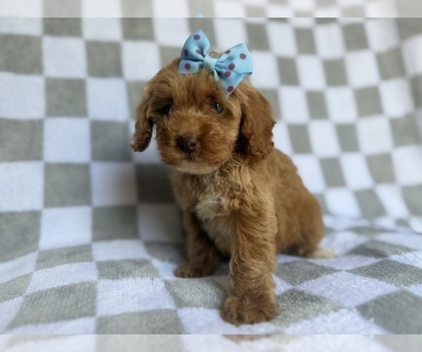 Medium Photo #7 Cockapoo (Miniature) Puppy For Sale in LAKELAND, FL, USA