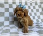 Small #6 Cockapoo (Miniature)