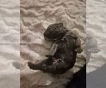 Small Photo #22 Cane Corso Puppy For Sale in COLUMBIA, SC, USA