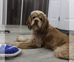 Father of the Golden Cocker Retriever puppies born on 10/17/2025