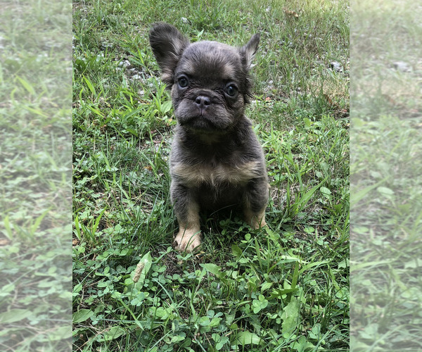 Medium Photo #1 French Bulldog Puppy For Sale in AKRON, OH, USA
