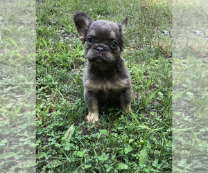 French Bulldog Puppy for sale in AKRON, OH, USA