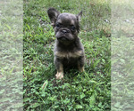 Small French Bulldog