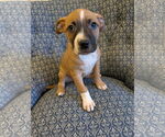 Small #11 American Pit Bull Terrier Mix