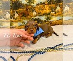 Small Dachshund