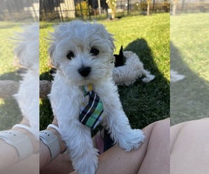 Maltipoo-Poodle (Toy) Mix Puppy for Sale in HARLAN, Iowa USA