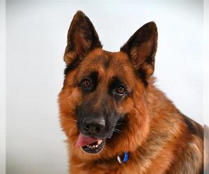 German Shepherd Dog Dogs for adoption in Fort Collins, CO, USA