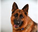 Small German Shepherd Dog