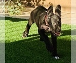 Small Photo #18 Great Dane Puppy For Sale in MARICOPA, AZ, USA