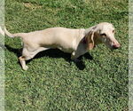 Small #8 Dachshund